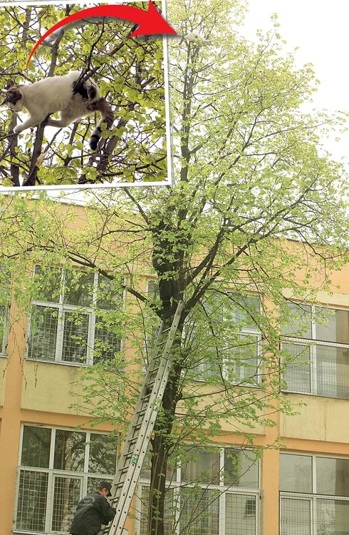 Floarea Vâlcu a avut grijă să ducă imediat pisica la veterinar Foto: Roberto Sălceanu