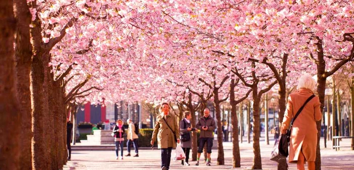 Cele mai sigure oraşe din lume în care să locuieşti. În imagine: cireşi înfloriţi în Stockholm FOTO demaodyssey.com