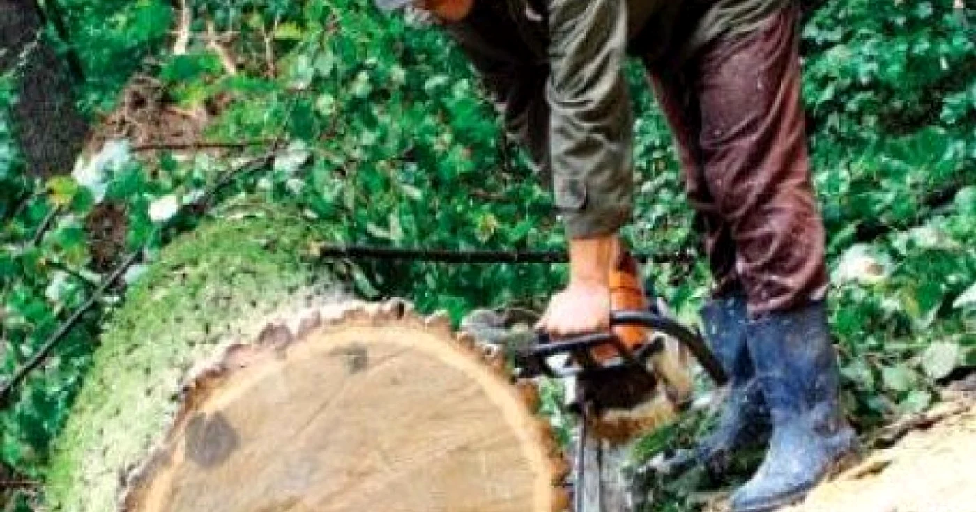 Copacul s-a prăbușit peste victimă