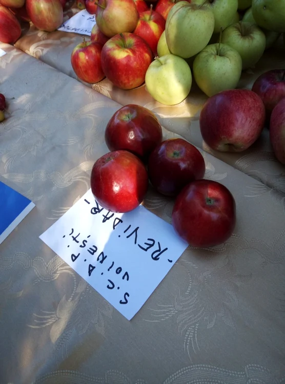 Soiuri noi de mere la Staţiunea Pomicolă Voineşti