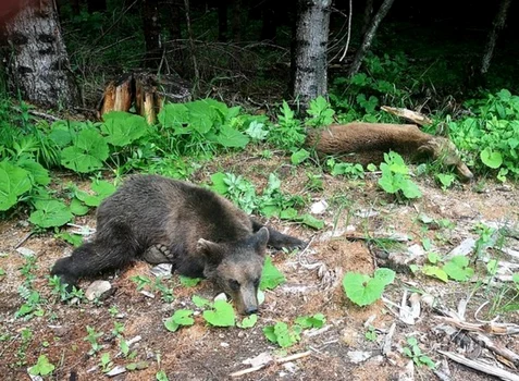 Doi urşi care au putut fi alungaţ au fot tranchilizaţi şi duşi în pădure foto news ro