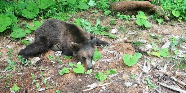 Doi urşi care au putut fi alungaţ au fot tranchilizaţi şi duşi în pădure foto news ro