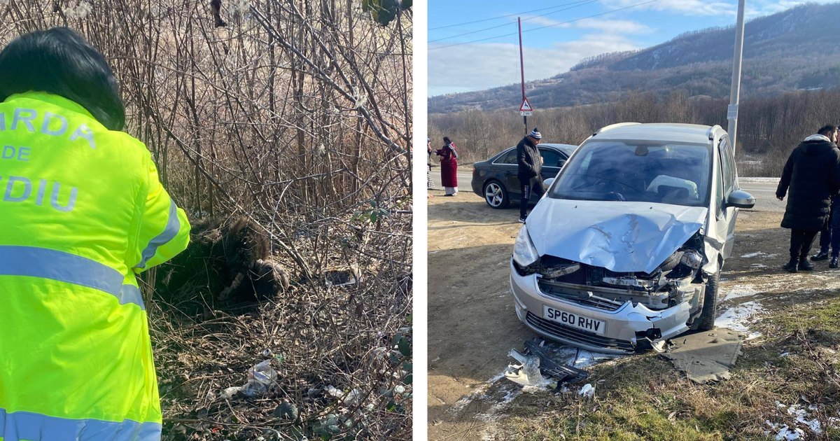 Urs omorât de o mașină în Buzău, iar poliția deschide o anchetă.
