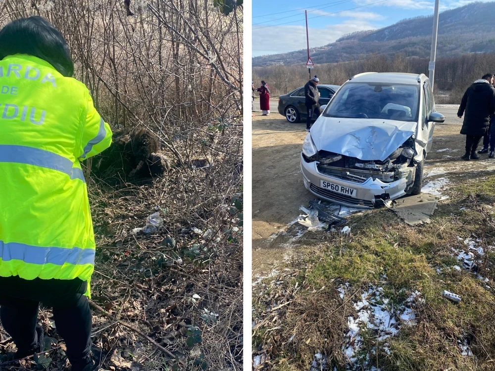 Urs lovit mortal de o mașină, în Buzău. Cazul este anchetat de polițiști