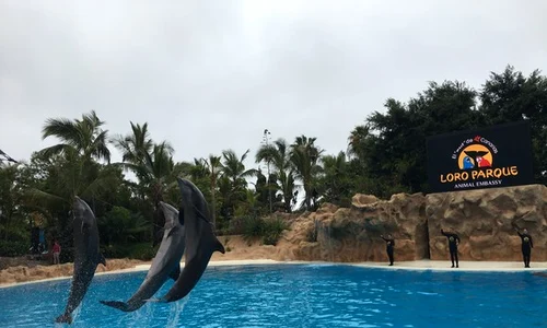 loro parque1 jpeg