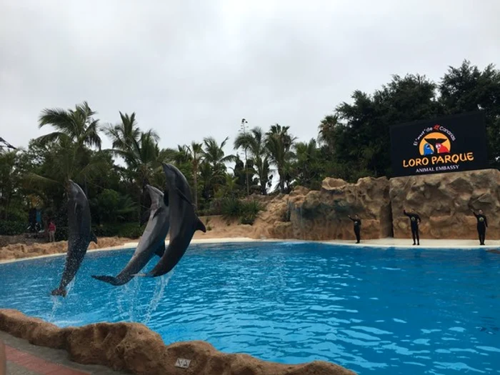 Loro Parque are cea mai mare varietate de papagali din lume