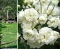 Trandafirul Banksiae Foto Garden plants online co uk