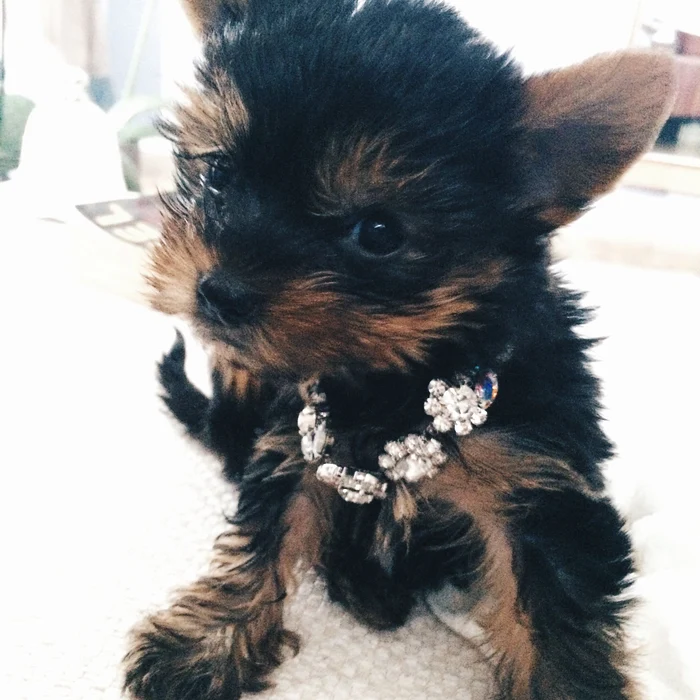 Posh are deja propriile accesorii și hăinuțe la modă, cumpărate de Jojo (35 de ani)