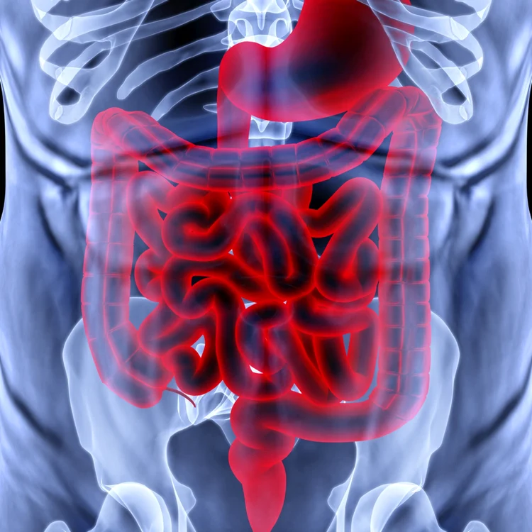 guts Shutterstock