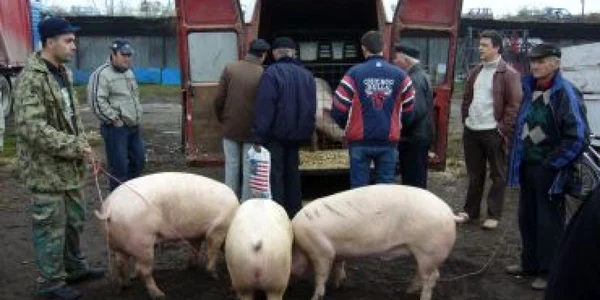 Oamenii au cumpărat porci şi i-au sacrificat tradiţional