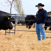 angus jpg