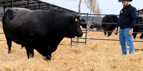 angus jpg