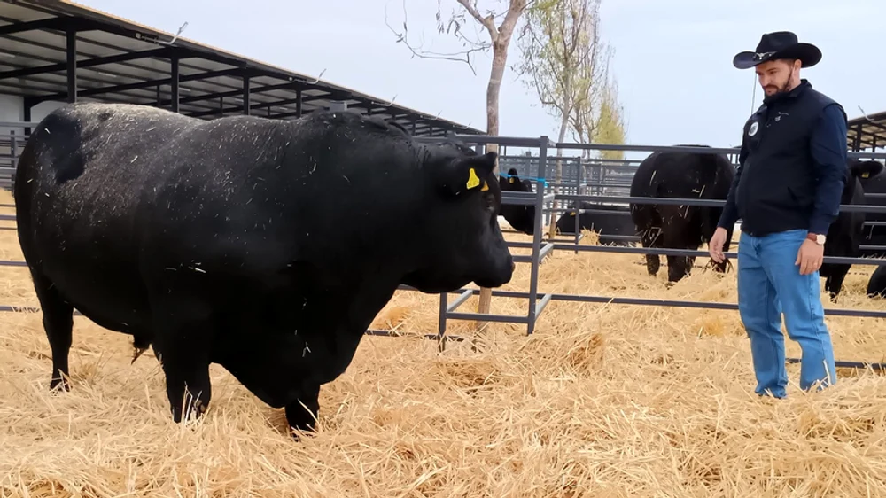 Gig Nețoiu și-a inaugurat ferma cu vaci de peste 500 de kilograme. Omul de afaceri a făcut cinste cu must, gogoși și scovergi