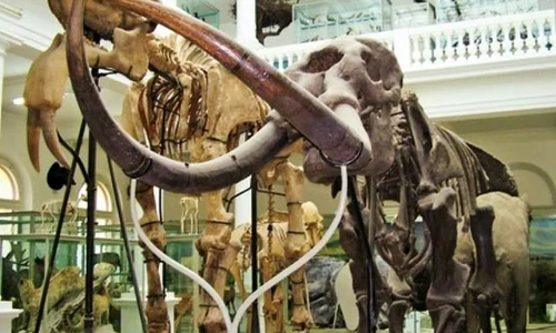 Muzeul Antipa invadează mediul urban jpeg