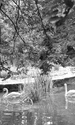 film 100 de lei jpg