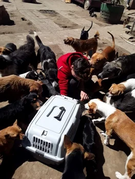Câini salvaţi de pe stradă de un iubitor de animale Foto FB Costi Ţitiriga
