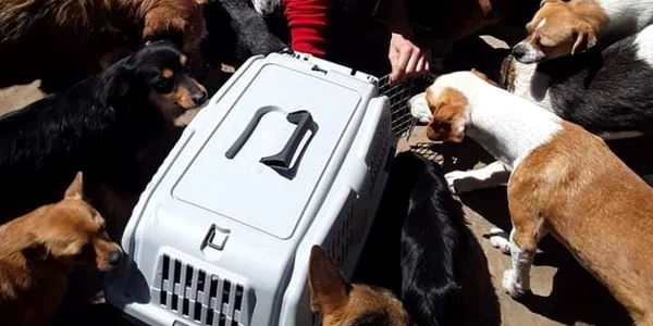 Câini salvaţi de pe stradă de un iubitor de animale Foto FB Costi Ţitiriga