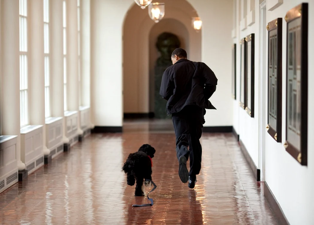 Câinele familiei prezidențiale, alergând alături de Obama prin Aripa Estică a Casei Albe