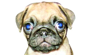 CLIIMA20090922 0189 1 jpeg