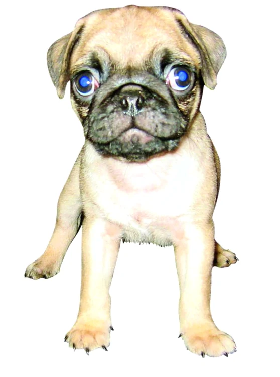 
    Mopsul Dexter, luat prin surprindere de scandal,  nu şi-a exprimat opţiunea în privinţa custodiei  