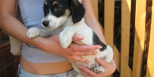 Căţeluşa din imagine provine de la Adăpostul Fiducia şi poate fi adoptată dacă veniţi la Promenada Mall