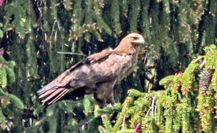 
    Arlie a revenit la cuibul ei  din Berivoi după ce  a parcurs 12.000 kmFoto: Sebastian Bugariu/ Societatea Ornitologică Română  