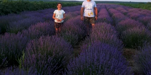 Plantatie lavanda olt