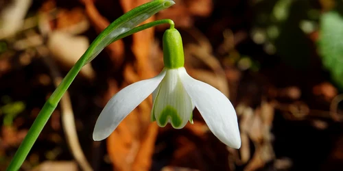 ghicel   foto pixabay1 jpg