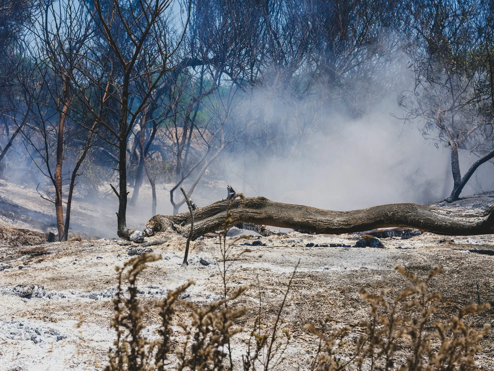 În acest an, Europa a fost cuprinsă de incendii de vegetație.
