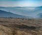 Prima pădure de nuci din România - la Copşa Mică - Sibiu Foto Adevărul - credit Tăşuleasa Social