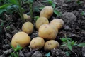 potatoes 3429379 1280 jpg