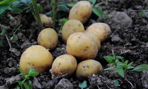 potatoes 3429379 1280 jpg