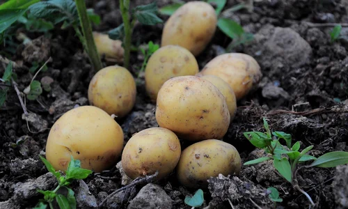 potatoes 3429379 1280 jpg