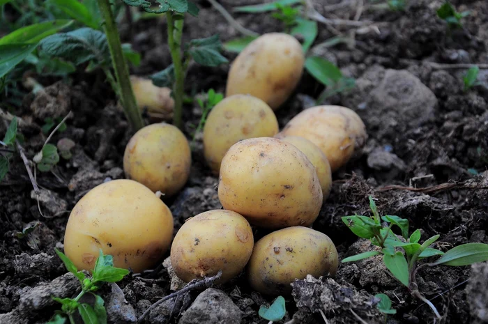 Recolta ta va fi mai bogată, daca folosești acest truc