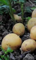 potatoes 3429379 1280 jpg