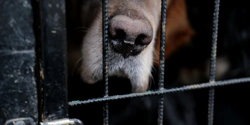Caine abuzat FOTO Shutterstock 