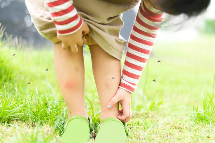 
    Țânțarii pot fi nu doar deranjanți, dar pot transmite și boli periculoase, așa că metodele de a scăpa de ei sunt important de știutFoto:Shutterstock  