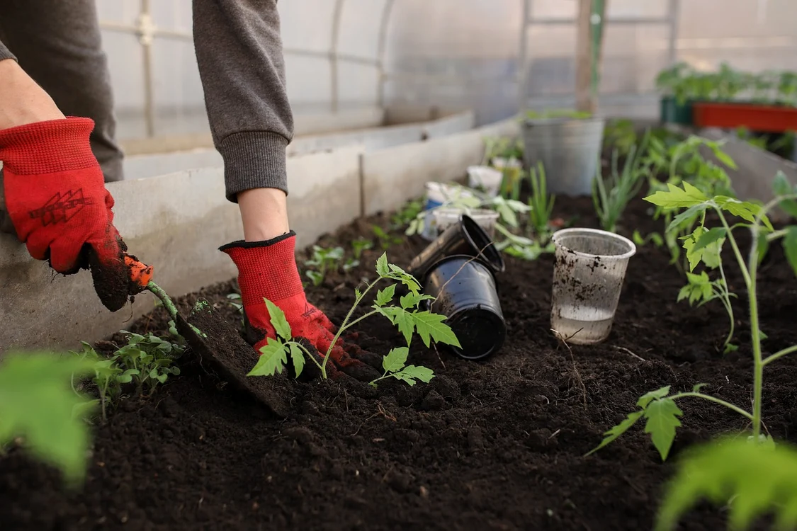 Solariile oferă condiții ideale pentru cultivarea unor legume / foto Pixabay