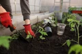 greenhouse 6226263 1280 jpg