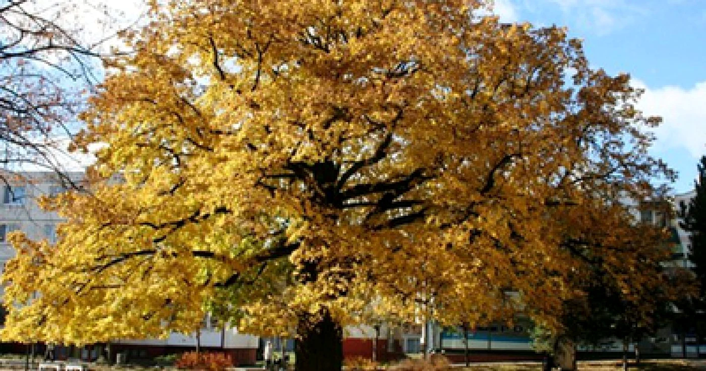 Foto:http://www.treeoftheyear.org