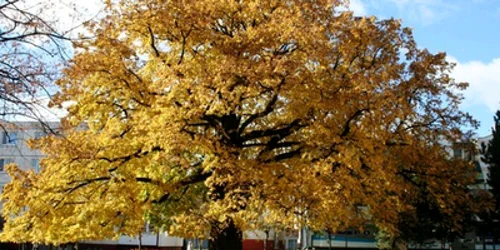 Foto:http://www.treeoftheyear.org