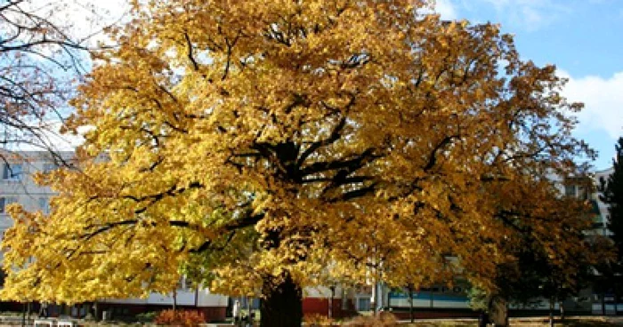 Foto:http://www.treeoftheyear.org