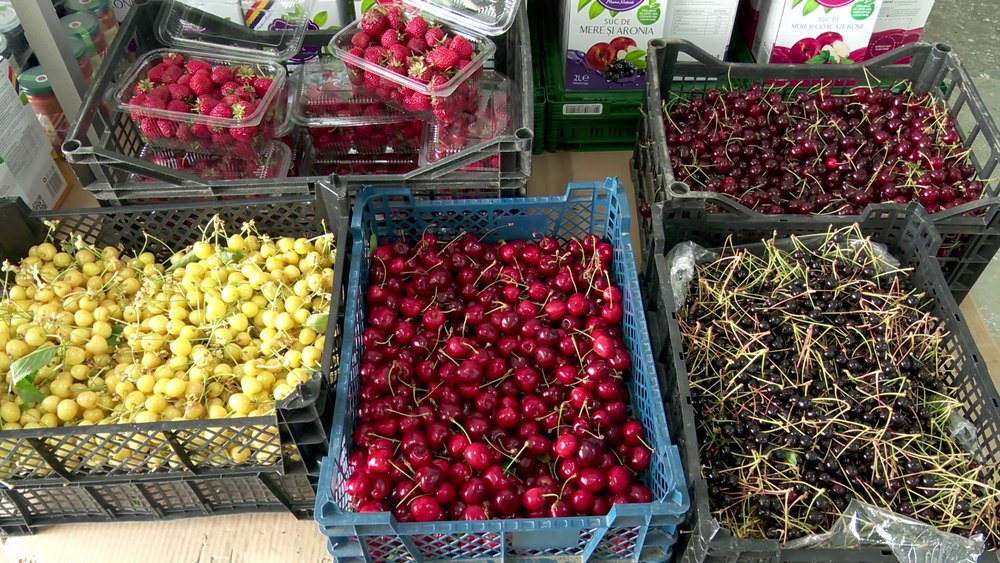 Vânătoarea de fructe prospete și sănătoase în Ținutul Buzăului. Tot mai mulți preferă să cumpere cireșe direct din livezi