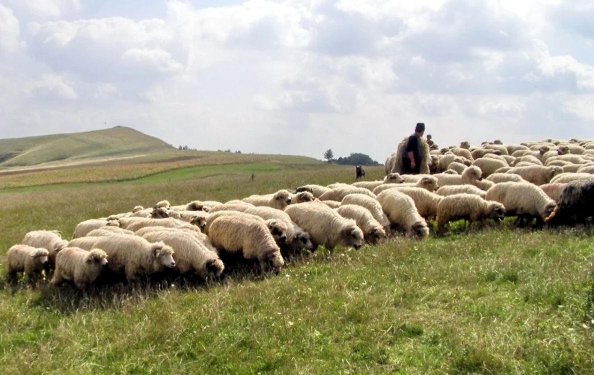 Arhivă