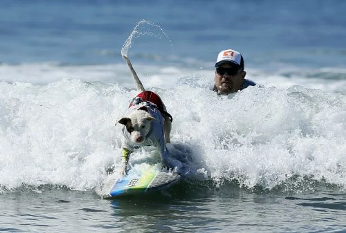Câini care fac surf