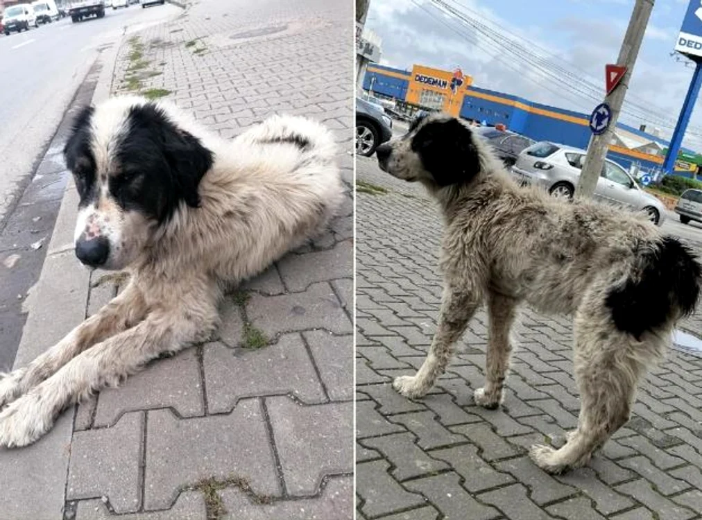 Nero era dispărut de trei ani