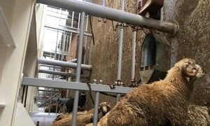 animal society oi midia jpeg