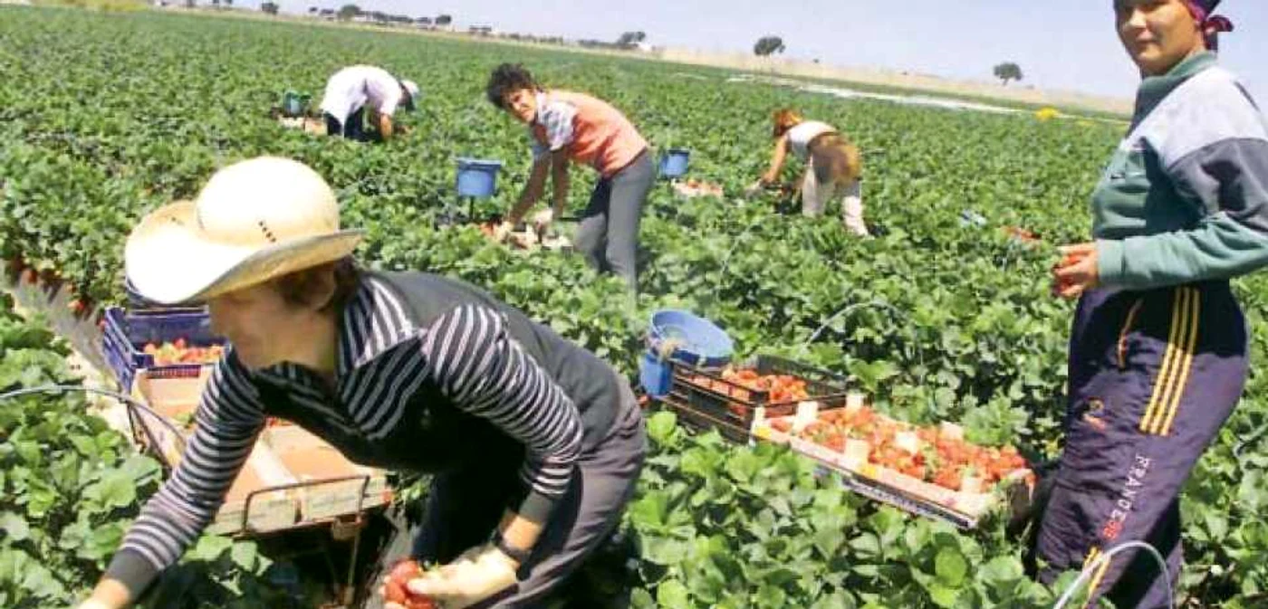 Cei mai mulţi români  au plecat la muncă în  agricultură