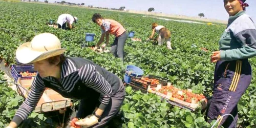 Cei mai mulţi români  au plecat la muncă în  agricultură