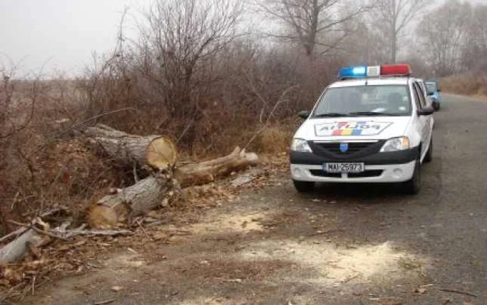 Cei doi muncitori care au tăiat copacul sunt buni de plată